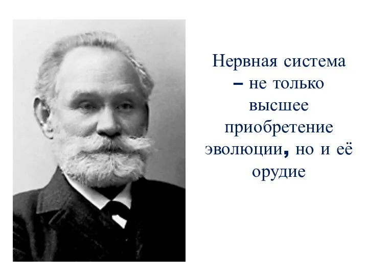 Нервная система – не только высшее приобретение эволюции, но и её орудие (И. П. Павлов)