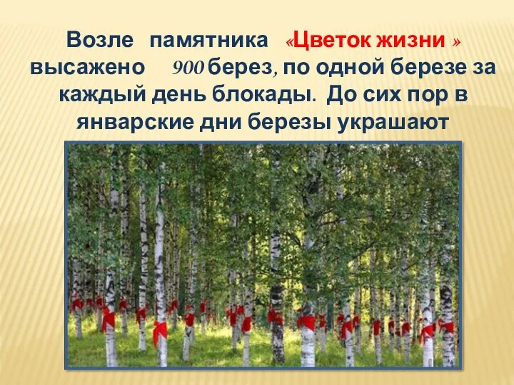 Возле памятника «Цветок жизни » высажено 900 берез, по одной березе за