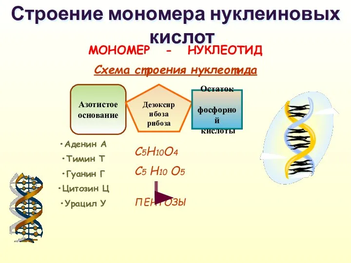 Строение мономера нуклеиновых кислот МОНОМЕР - НУКЛЕОТИД Схема строения нуклеотида Азотистое основание