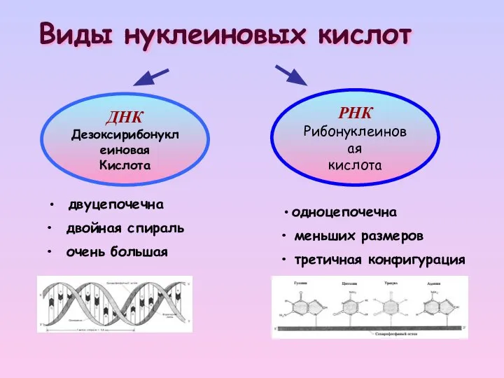 Виды нуклеиновых кислот ДНК Дезоксирибонуклеиновая Кислота РНК Рибонуклеиновая кислота двуцепочечна двойная спираль
