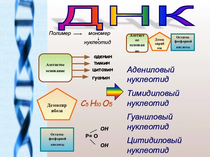 ДНК Полимер мономер нуклеотид Азотистое основание Дезоксирибоза Остаток фосфорной кислоты Азотистое основание
