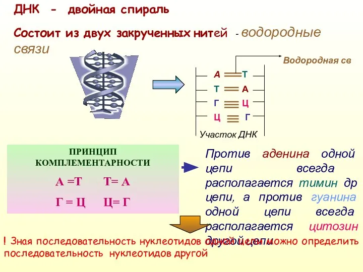 ДНК - двойная спираль Состоит из двух закрученных нитей - водородные связи