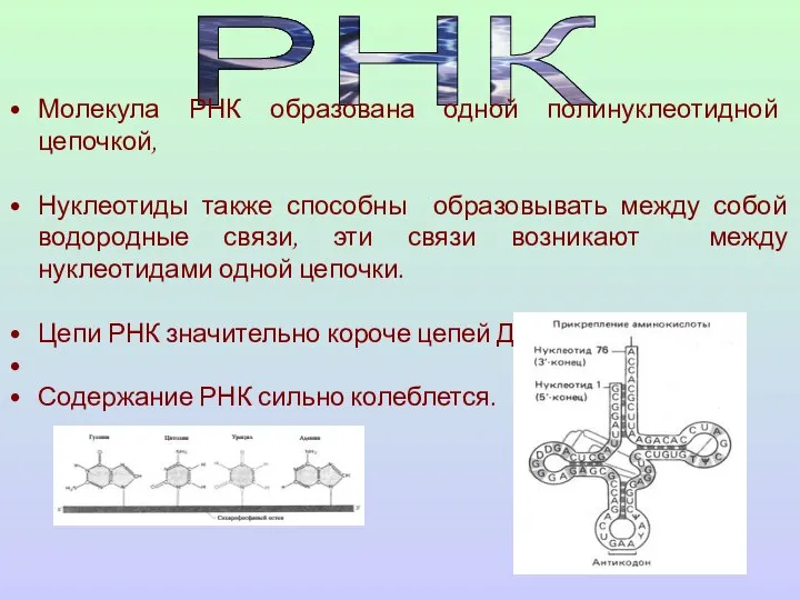 РНК Молекула РНК образована одной полинуклеотидной цепочкой, Нуклеотиды также способны образовывать между