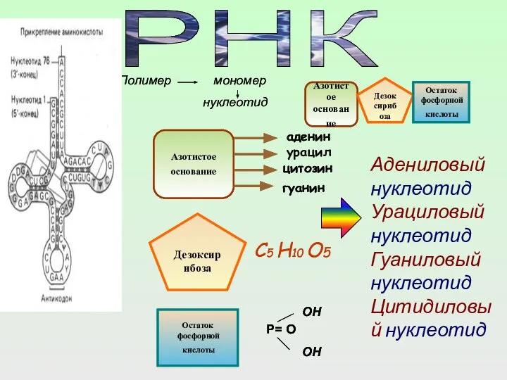 Полимер мономер нуклеотид Азотистое основание Дезоксирибоза Остаток фосфорной кислоты Азотистое основание аденин