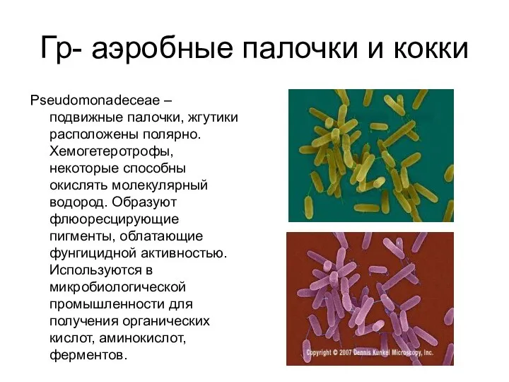 Гр- аэробные палочки и кокки Pseudomonadeceae – подвижные палочки, жгутики расположены полярно.