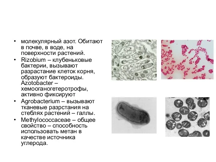 молекулярный азот. Обитают в почве, в воде, на поверхности растений. Rizobium –