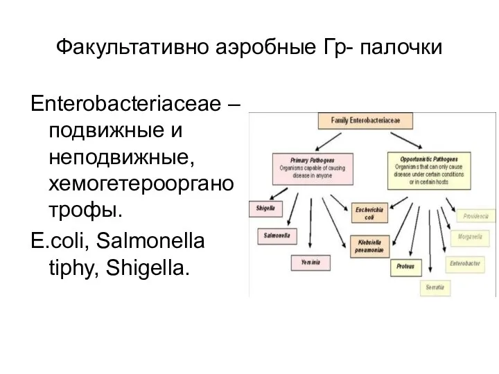 Факультативно аэробные Гр- палочки Enterobacteriaceae – подвижные и неподвижные, хемогетероорганотрофы. E.coli, Salmonella tiphy, Shigella.