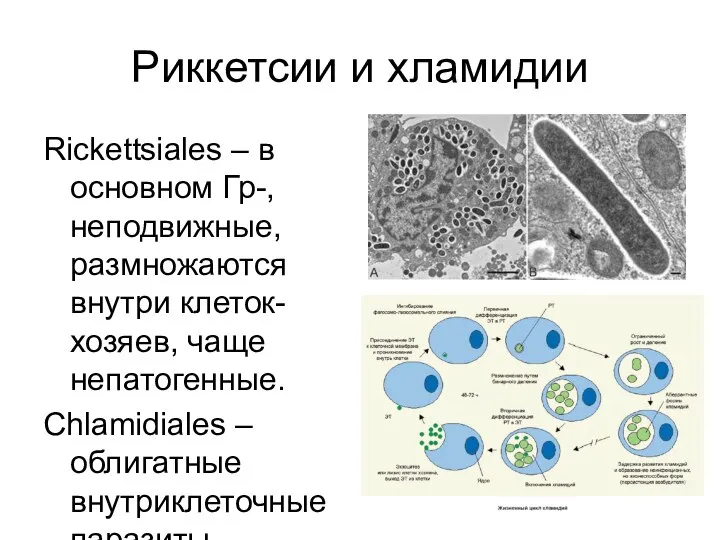 Риккетсии и хламидии Rickettsiales – в основном Гр-, неподвижные, размножаются внутри клеток-хозяев,