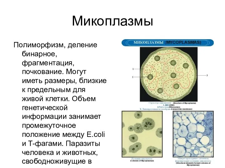 Микоплазмы Полиморфизм, деление бинарное, фрагментация, почкование. Могут иметь размеры, близкие к предельным