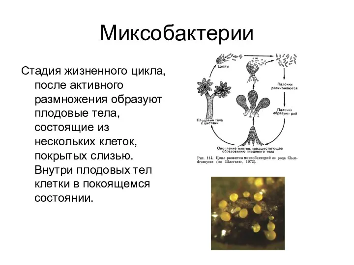 Миксобактерии Стадия жизненного цикла, после активного размножения образуют плодовые тела, состоящие из