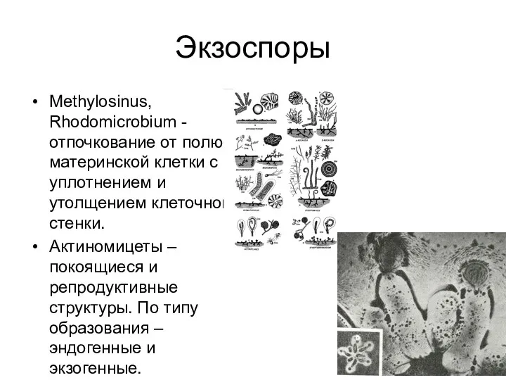 Экзоспоры Methylosinus, Rhodomicrobium - отпочкование от полюса материнской клетки с уплотнением и