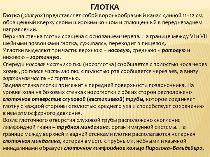 ГЛОТКА Глотка (pharynx) представляет собой воронкообразный канал длиной 11–12 см, обращенный кверху