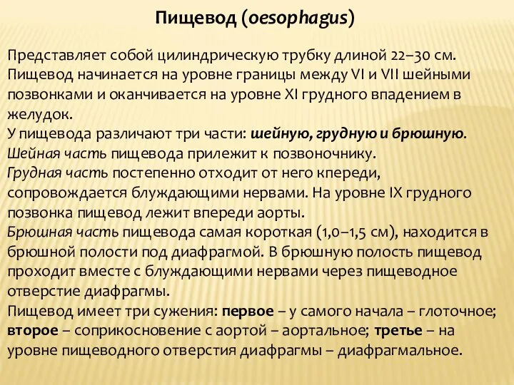 Пищевод (oesophagus) Представляет собой цилиндрическую трубку длиной 22–30 см. Пищевод начинается на