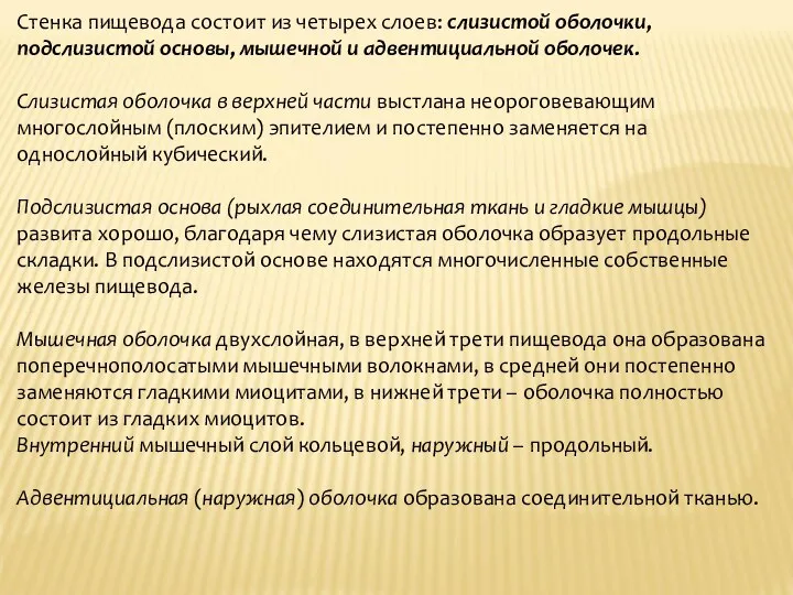 Стенка пищевода состоит из четырех слоев: слизистой оболочки, подслизистой основы, мышечной и