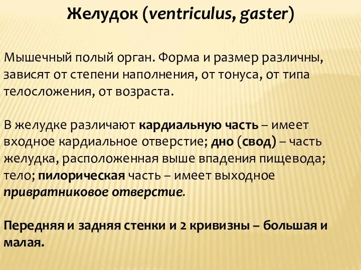 Желудок (ventriculus, gaster) Мышечный полый орган. Форма и размер различны, зависят от