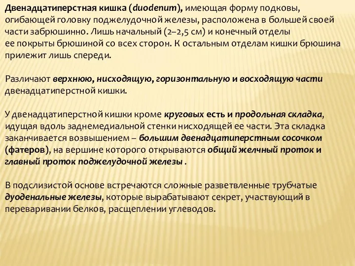 Двенадцатиперстная кишка (duodenum), имеющая форму подковы, огибающей головку поджелудочной железы, расположена в