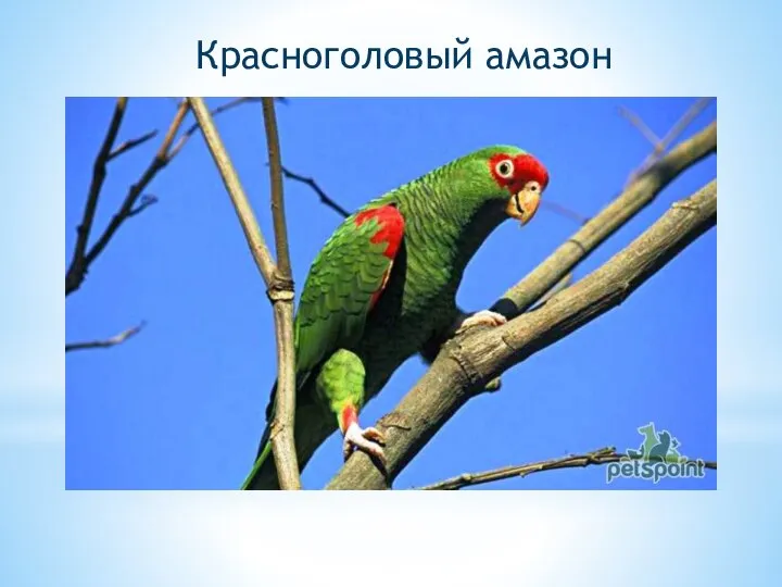 Красноголовый амазон