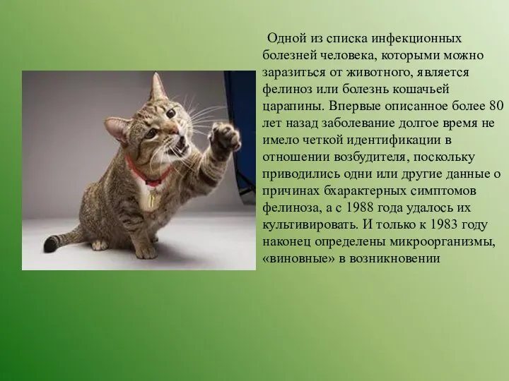 Одной из списка инфекционных болезней человека, которыми можно заразиться от животного, является