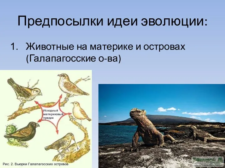 Предпосылки идеи эволюции: Животные на материке и островах (Галапагосские о-ва)