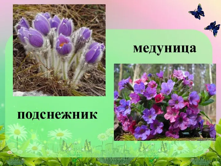 подснежник медуница