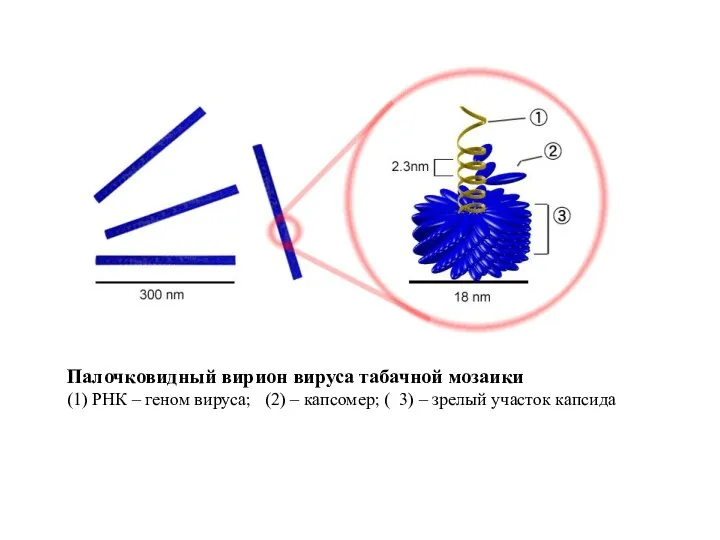 Палочковидный вирион вируса табачной мозаики (1) РНК – геном вируса; (2) –