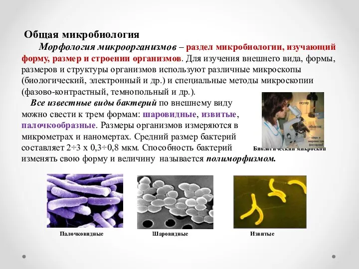 Общая микробиология Морфология микроорганизмов ‒ раздел микробиологии, изучающий форму, размер и строении