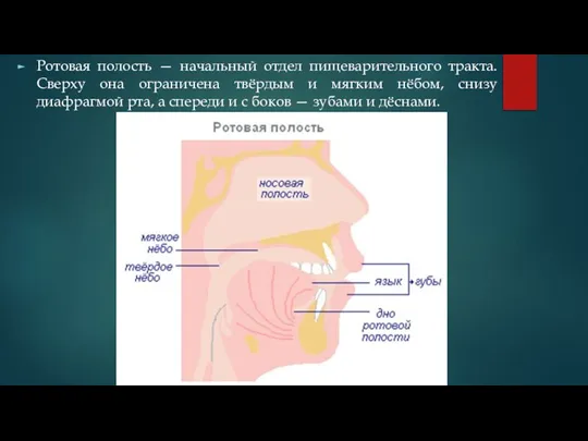 Ротовая полость — начальный отдел пищеварительного тракта. Сверху она ограничена твёрдым и