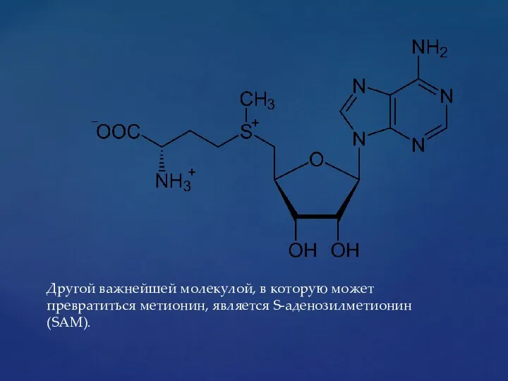 Другой важнейшей молекулой, в которую может превратиться метионин, является S-аденозилметионин (SAM).