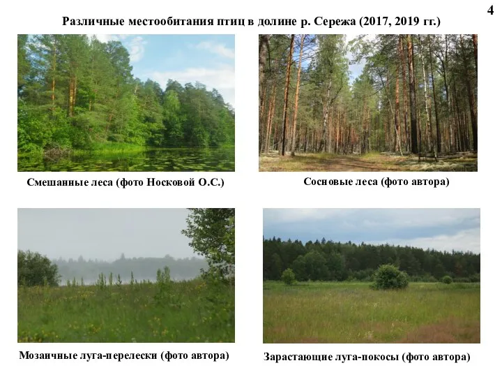 Различные местообитания птиц в долине р. Сережа (2017, 2019 гг.) Смешанные леса