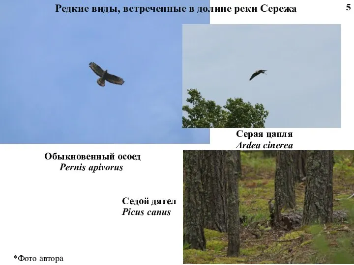 Обыкновенный осоед Pernis apivorus Серая цапля Ardea cinerea Седой дятел Picus canus