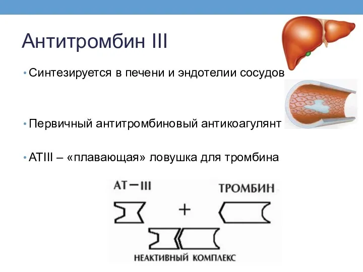 Антитромбин III Синтезируется в печени и эндотелии сосудов Первичный антитромбиновый антикоагулянт АТIII