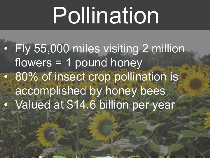 Fly 55,000 miles visiting 2 million flowers = 1 pound honey 80%