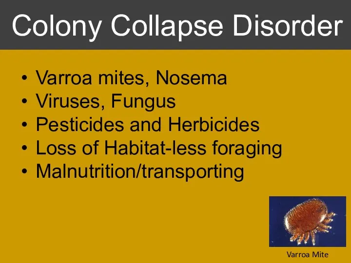 Varroa mites, Nosema Viruses, Fungus Pesticides and Herbicides Loss of Habitat-less foraging