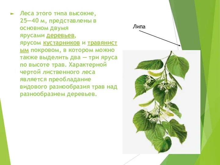 Леса этого типа высокие, 25—40 м, представлены в основном двумя ярусами деревьев,