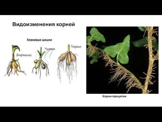 Видоизменения корней