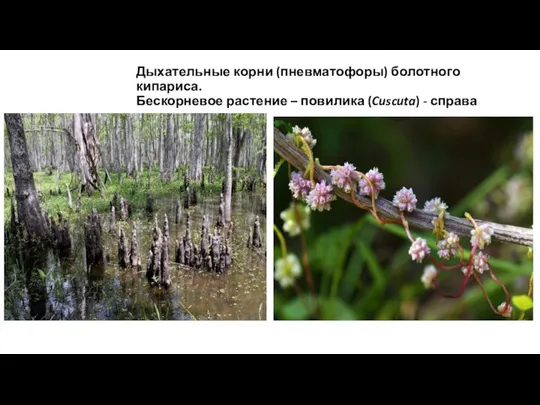Дыхательные корни (пневматофоры) болотного кипариса. Бескорневое растение – повилика (Cuscuta) - справа