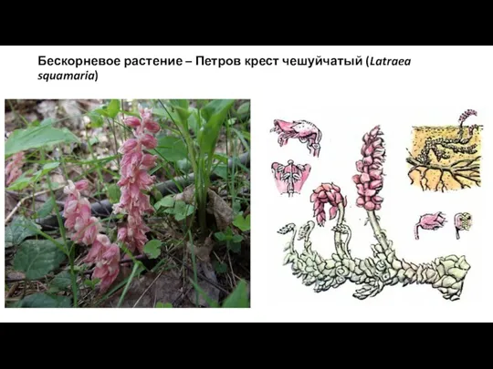 Бескорневое растение – Петров крест чешуйчатый (Latraea squamaria)