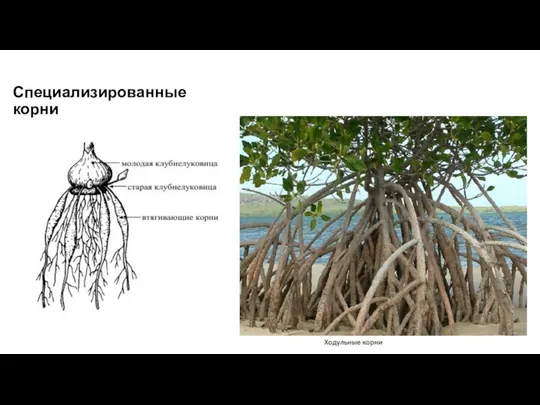 Специализированные корни