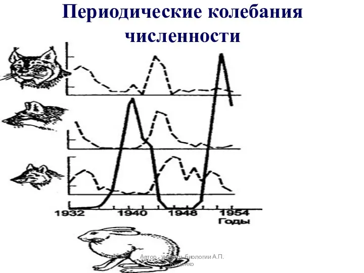 Периодические колебания численности Автор - учитель биологии А.П. Кущенко