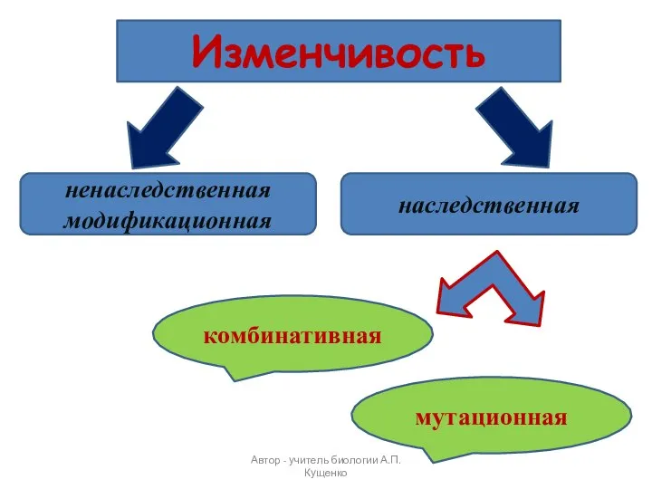 Изменчивость ненаследственная модификационная наследственная комбинативная мутационная Автор - учитель биологии А.П. Кущенко