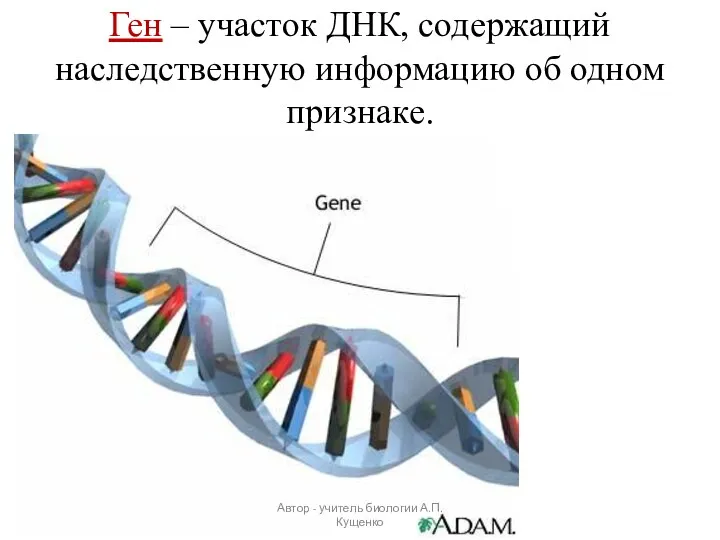 Ген – участок ДНК, содержащий наследственную информацию об одном признаке. Автор - учитель биологии А.П. Кущенко