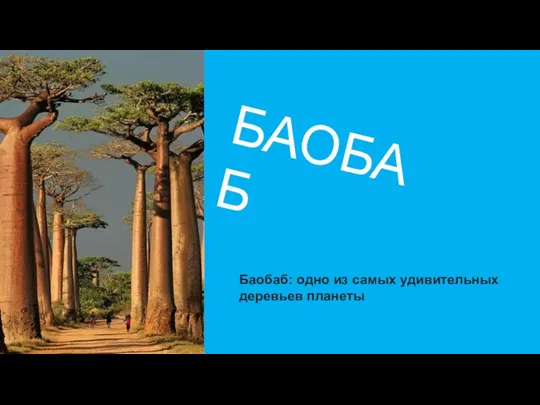 БАОБАБ Баобаб: одно из самых удивительных деревьев планеты