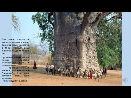 Это самое толстое и высокое дерево в мире. Высотой может вырасти с