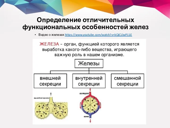 Определение отличительных функциональных особенностей желез Видео о железах https://www.youtube.com/watch?v=kQICLlwP11E