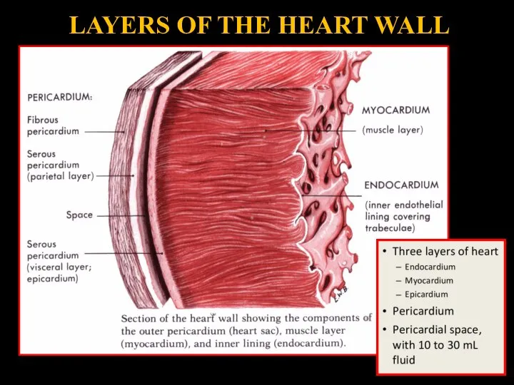LAYERS OF THE HEART WALL