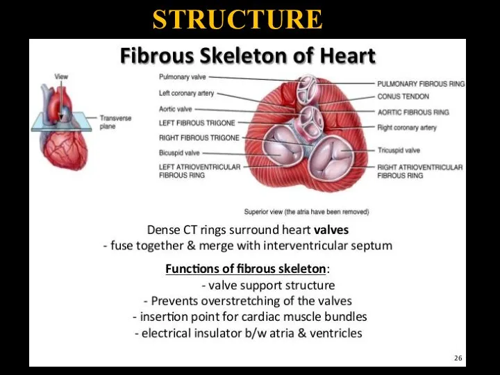 STRUCTURE