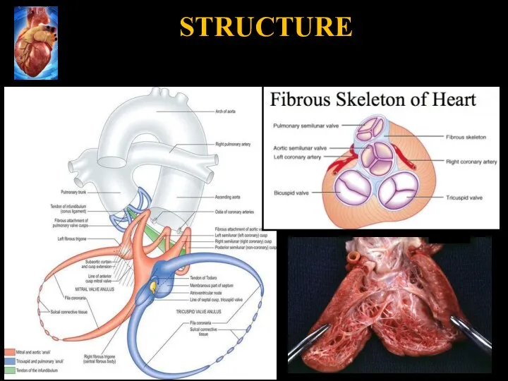 STRUCTURE