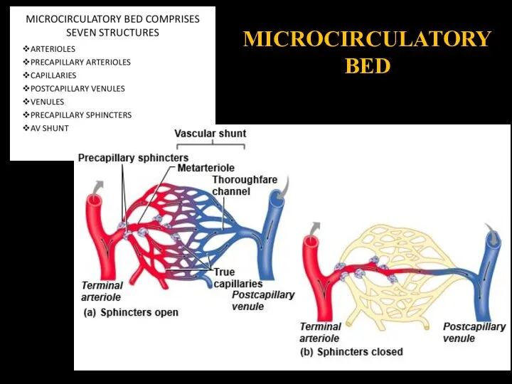 MICROCIRCULATORY BED