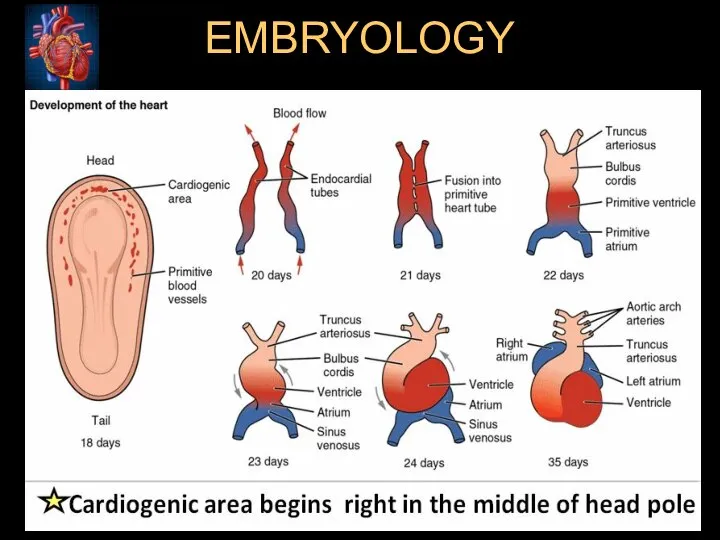 EMBRYOLOGY