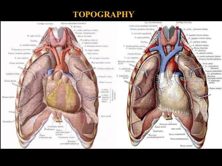 TOPOGRAPHY